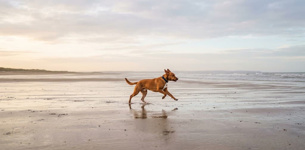 Biscotte qui court sur une plage à marée basse